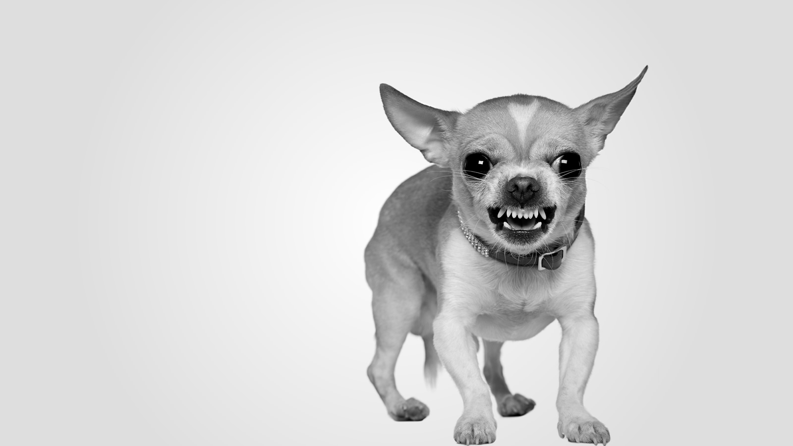A small dog baring its teeth aggressively