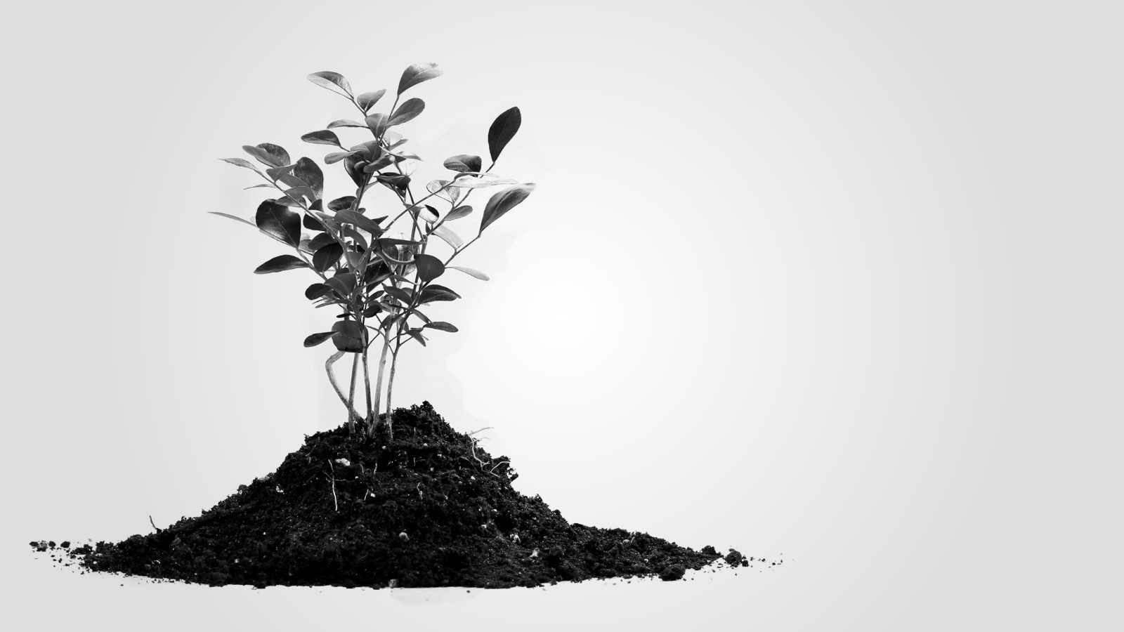 A young plant growing from a small mound of dirt