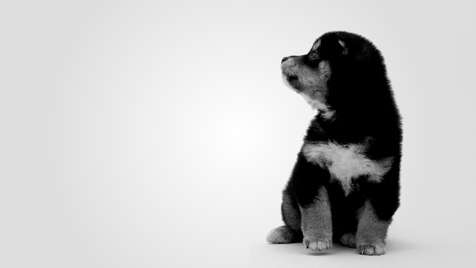 A puppy